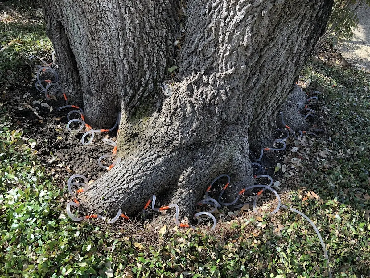 Detailed Tree Cabling and Bracing job site in Washoe Valley