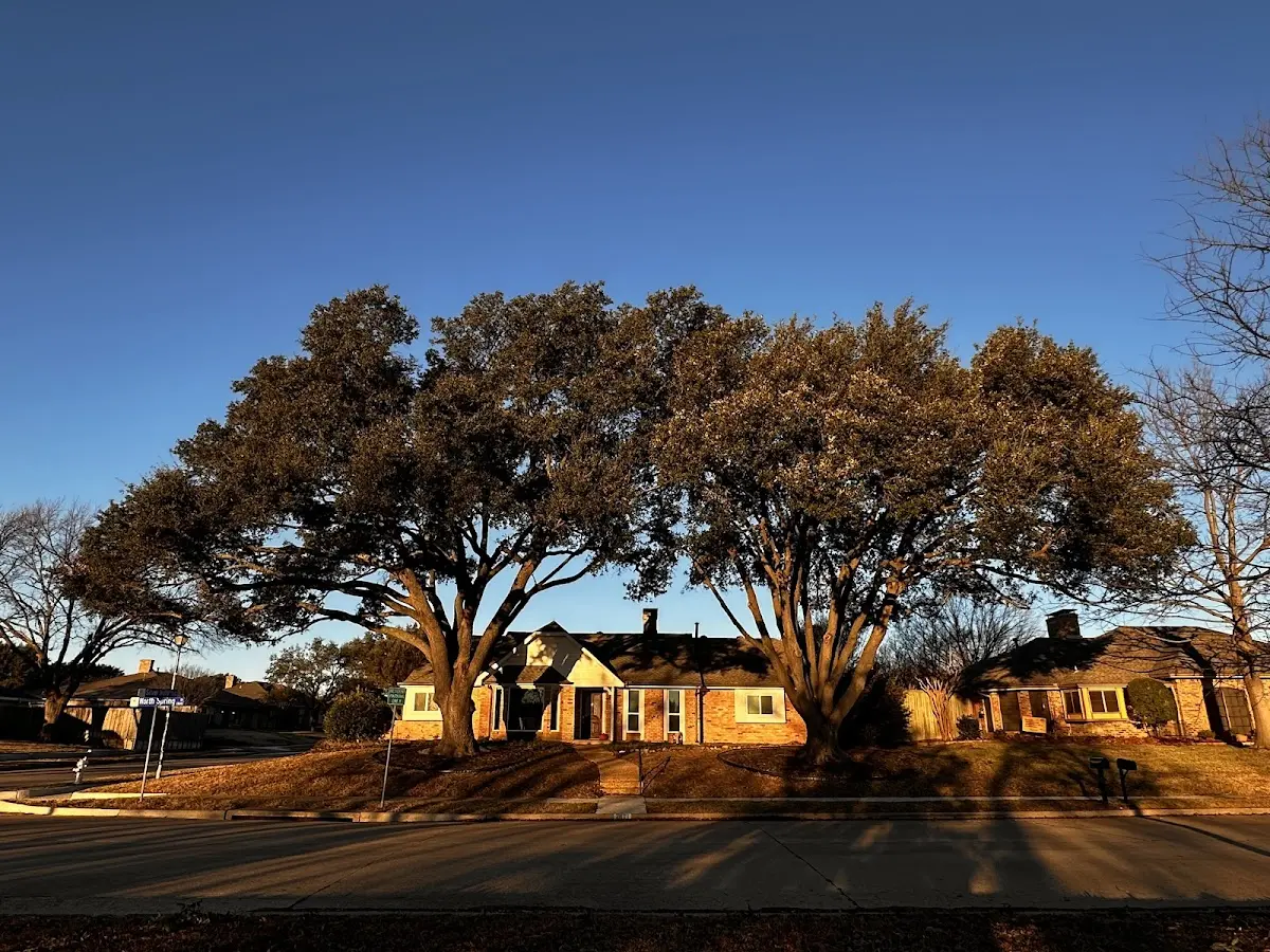 Established residential canopy tree shading a home in Washoe Valley